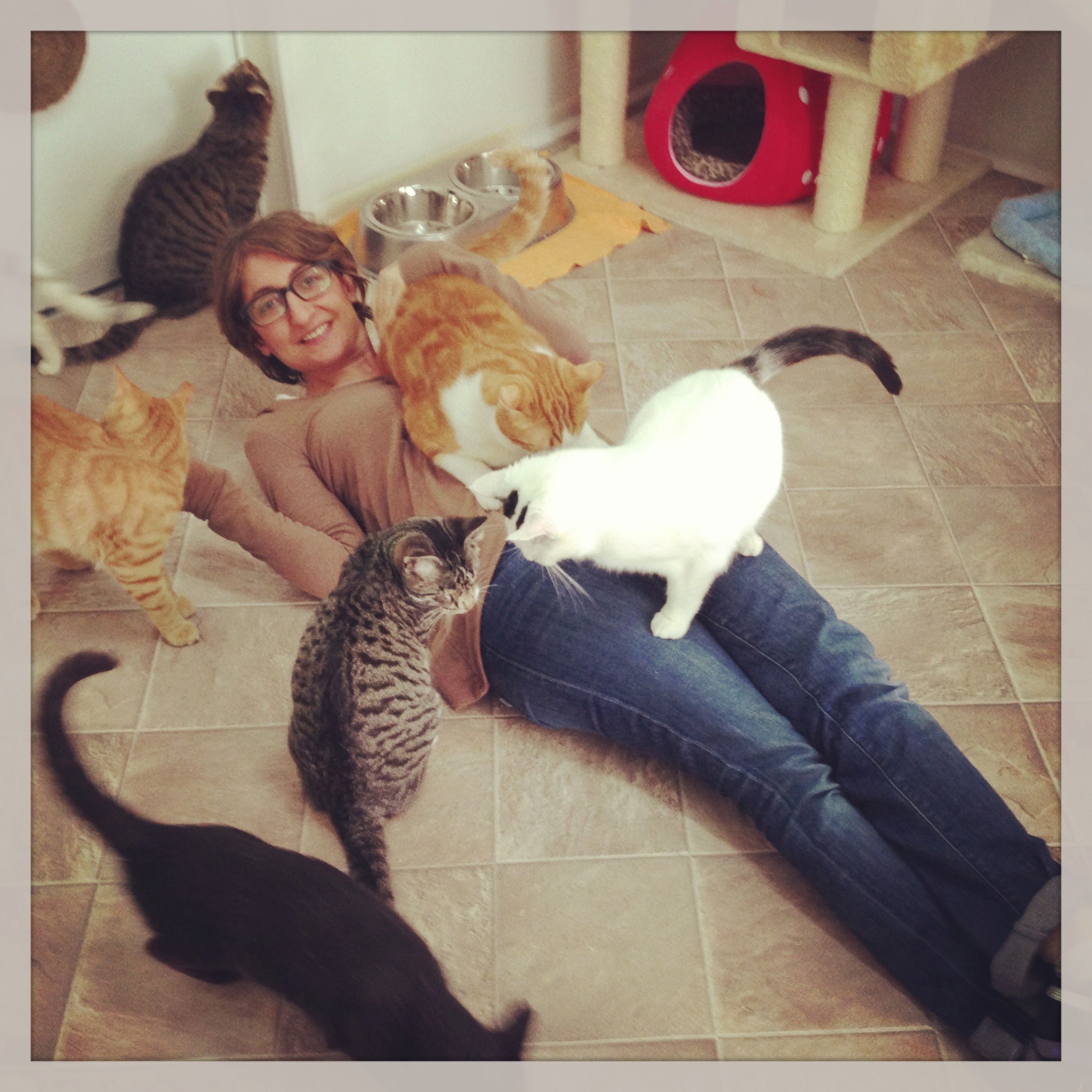 blind cat rescue & sanctuary