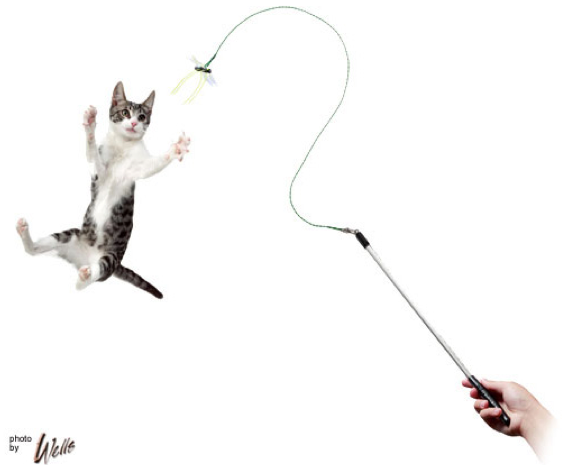 flying cat toy