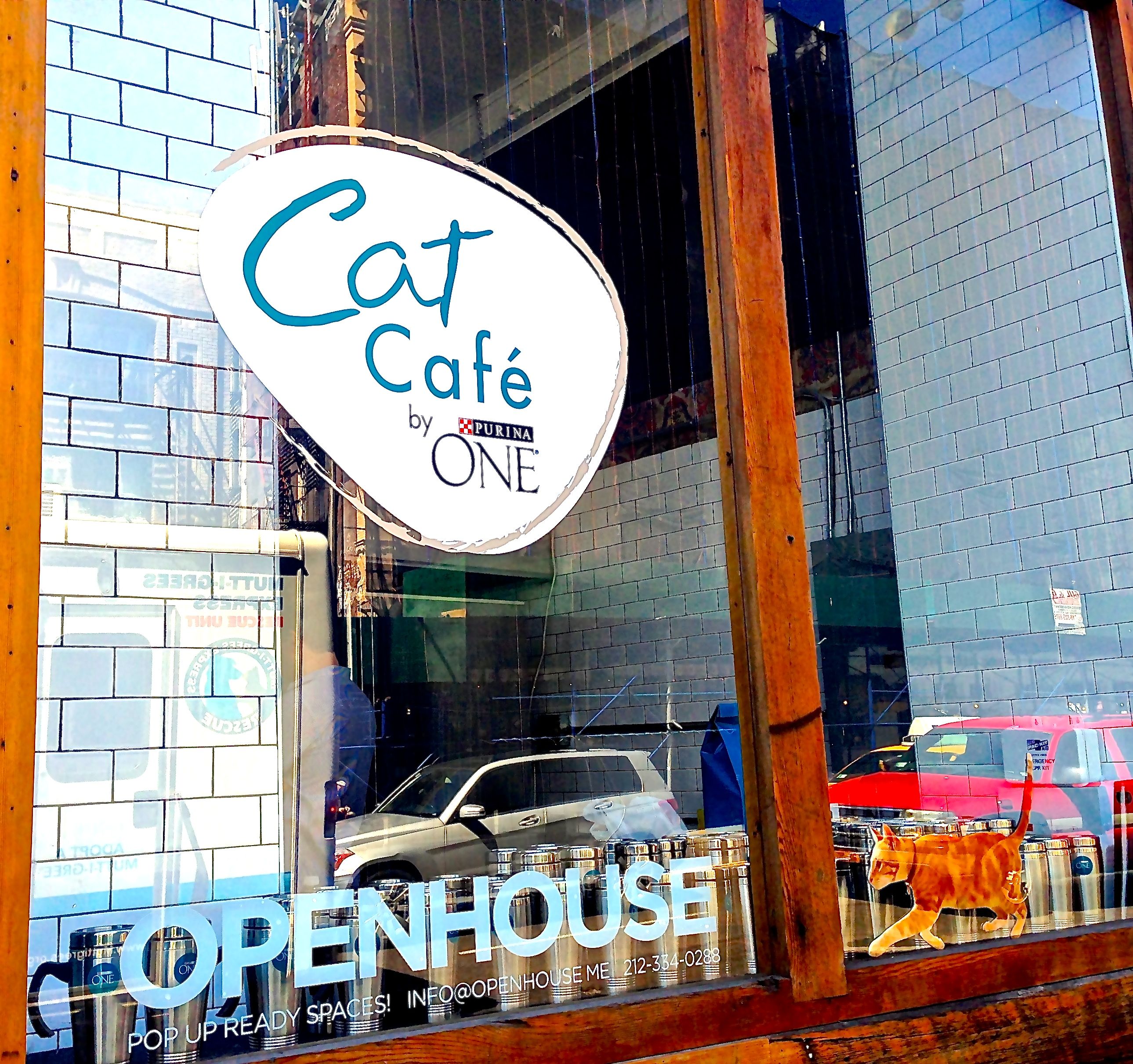 My Visit to New York City's First Cat Cafe | I Have Cat