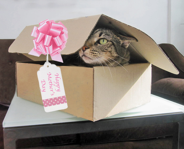 Image result for cat with mothers day gift