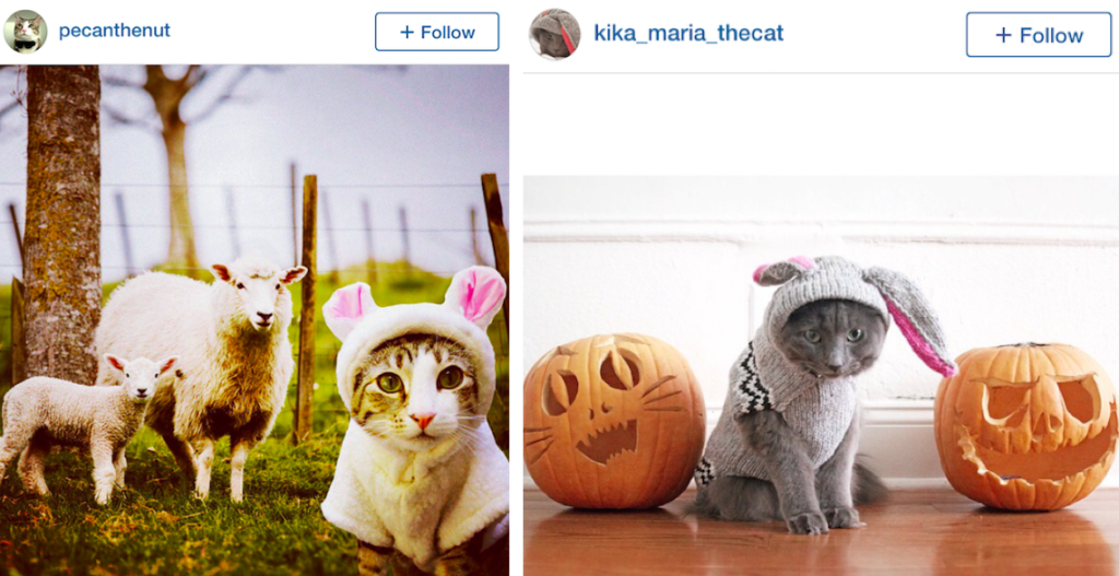 Cats cute bunny Halloween Costumes 