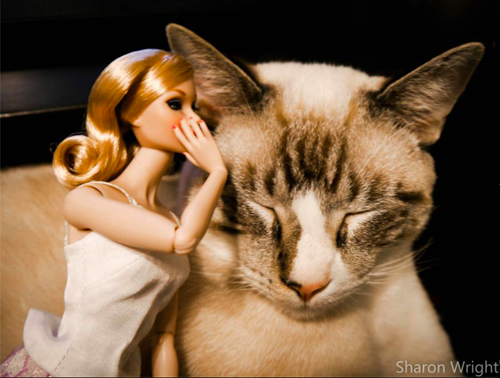 Creating Magical Photographs with Cats and Dolls I Have Cat