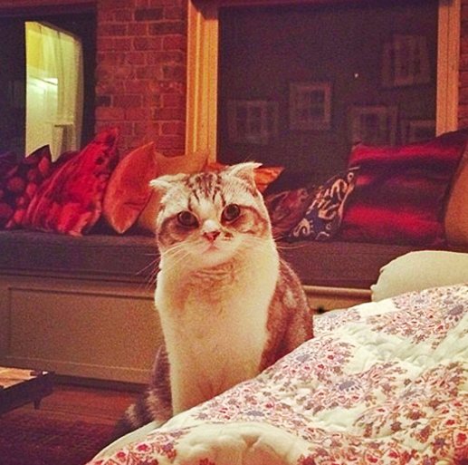 taylor swift cat meredith breed