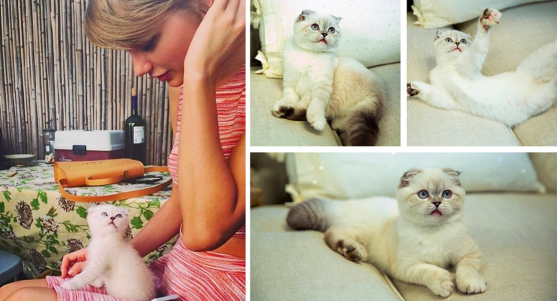 taylor swift cat meredith breed