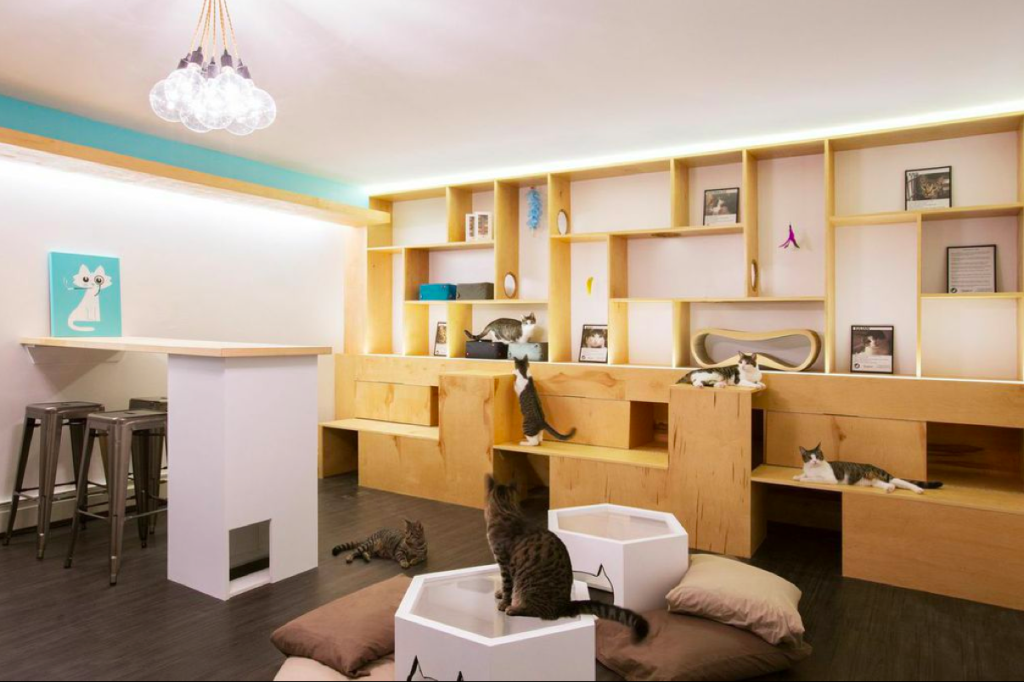 Sneak peek inside NYC's first cat cafe, Meow Parlour