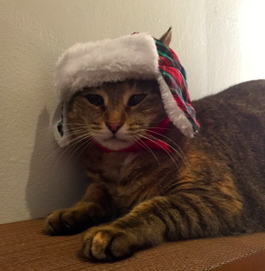 cat in holiday hat 