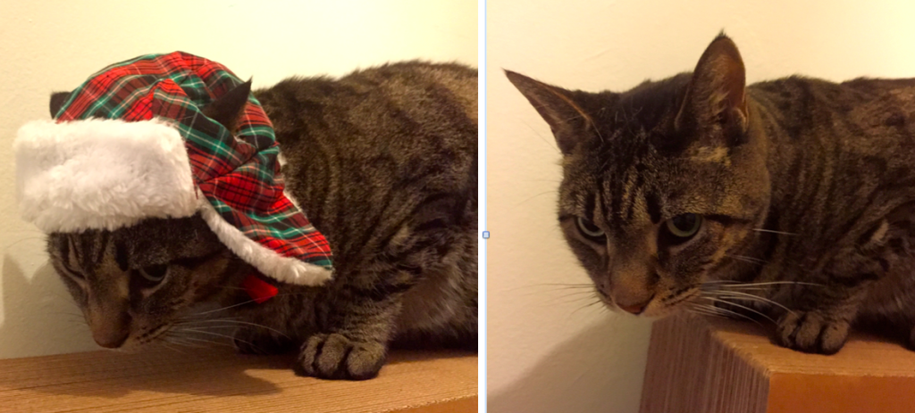 cat shamed by holiday hat