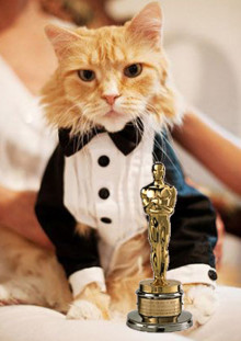 The Oscar for Best Cat Actor (Cator?) Goes To... | I Have Cat