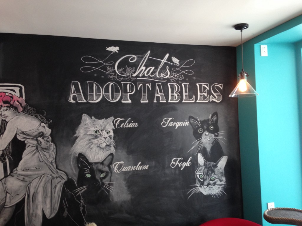 Cat cafe in montreal