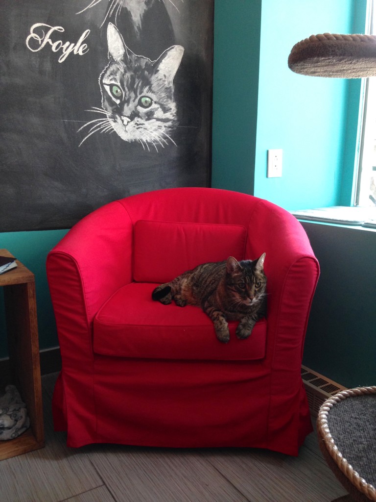 Cafe Venosa, Vegan Cat Cafe in Montreal