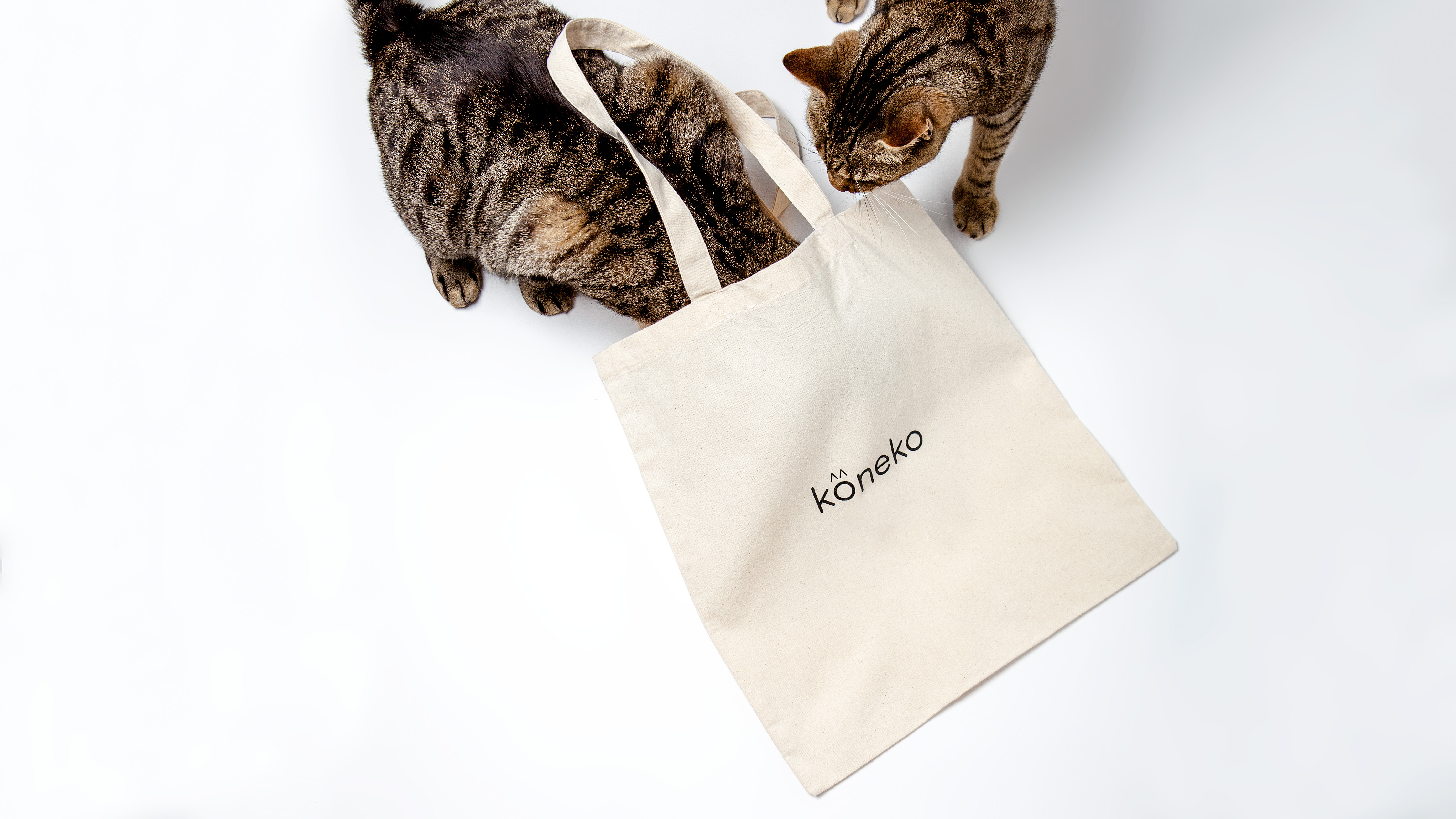 Koneko: There's a New Cat Cafe Coming to NYC! | I Have Cat