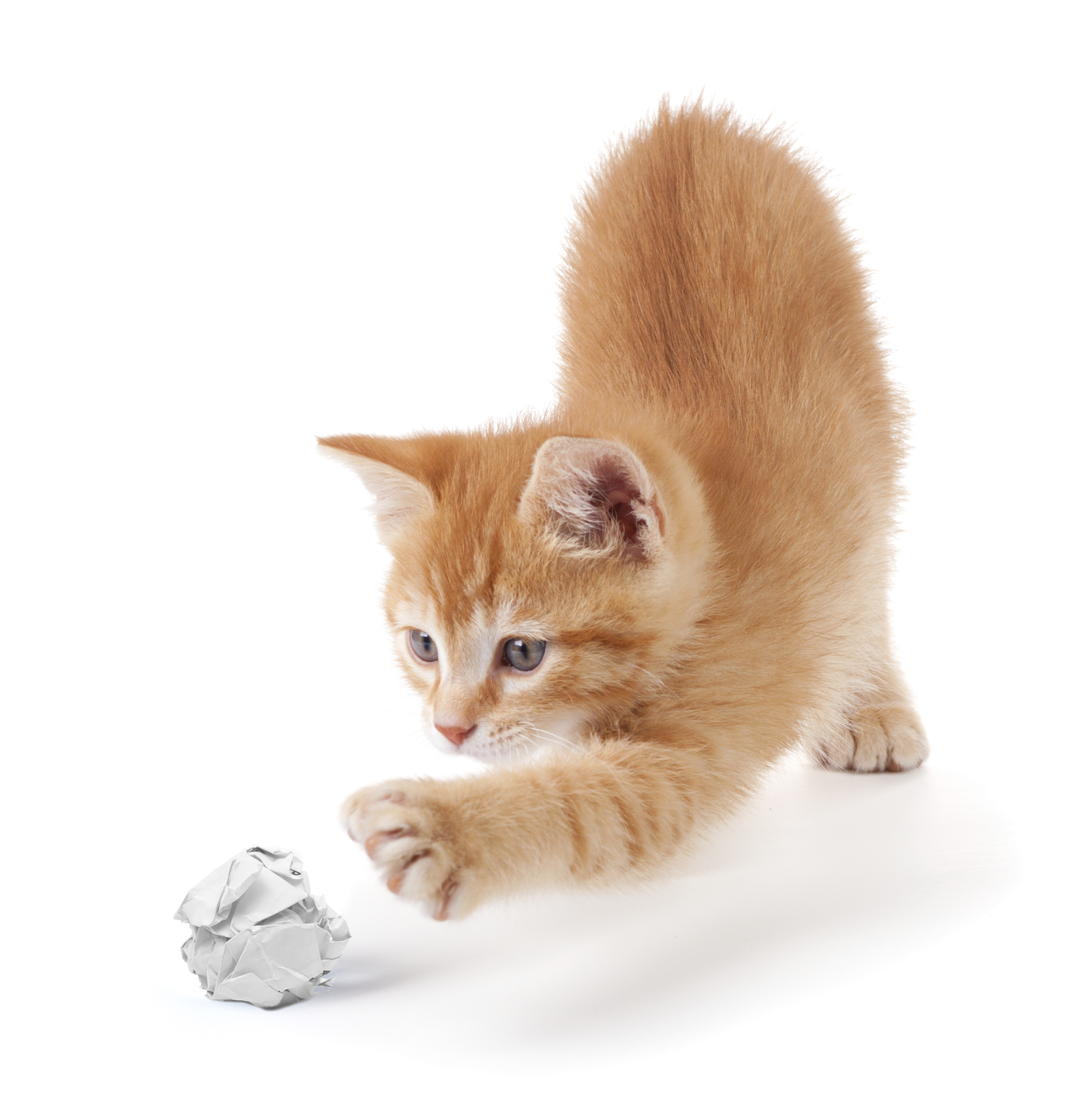 Paper ball cat toy sale