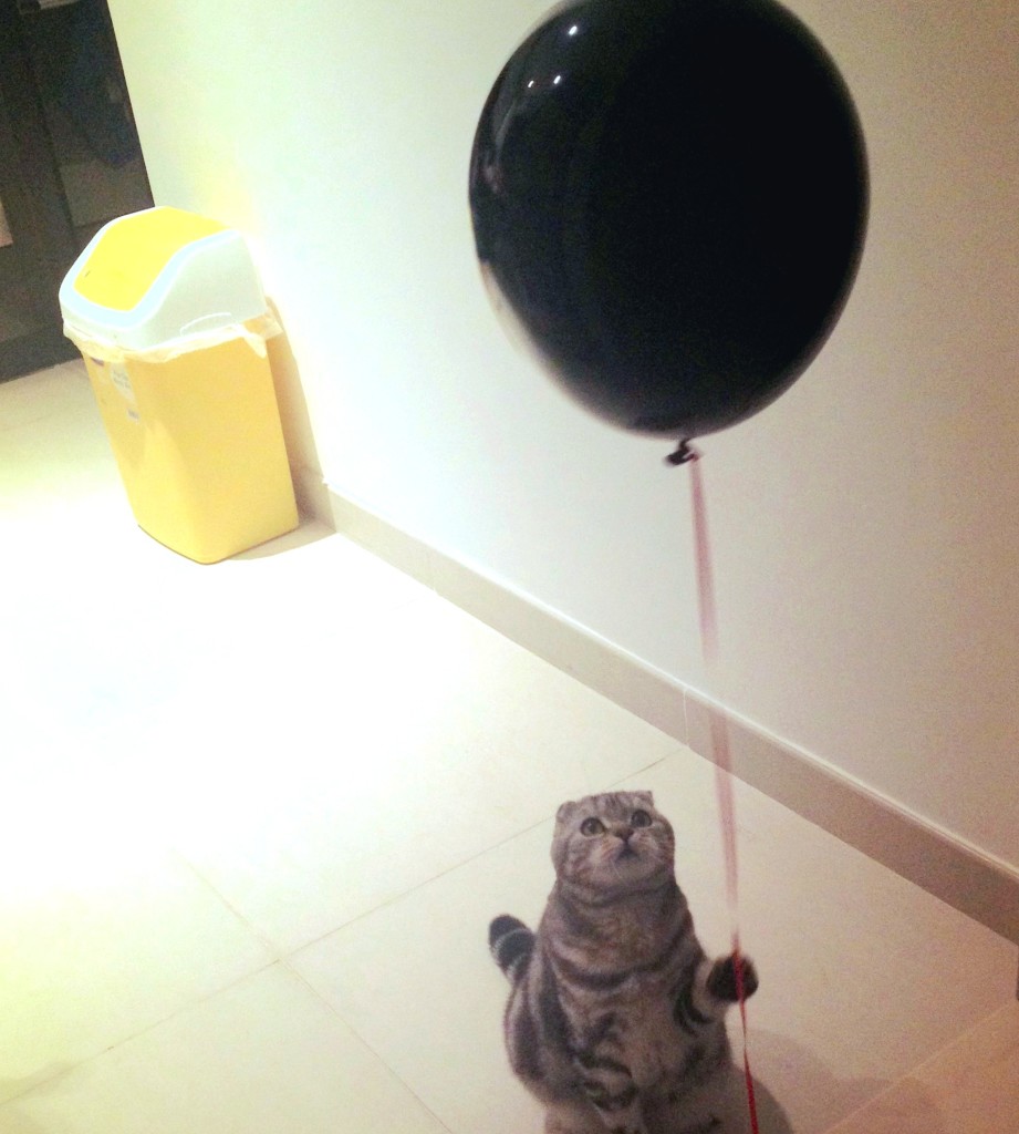 cat with balloon