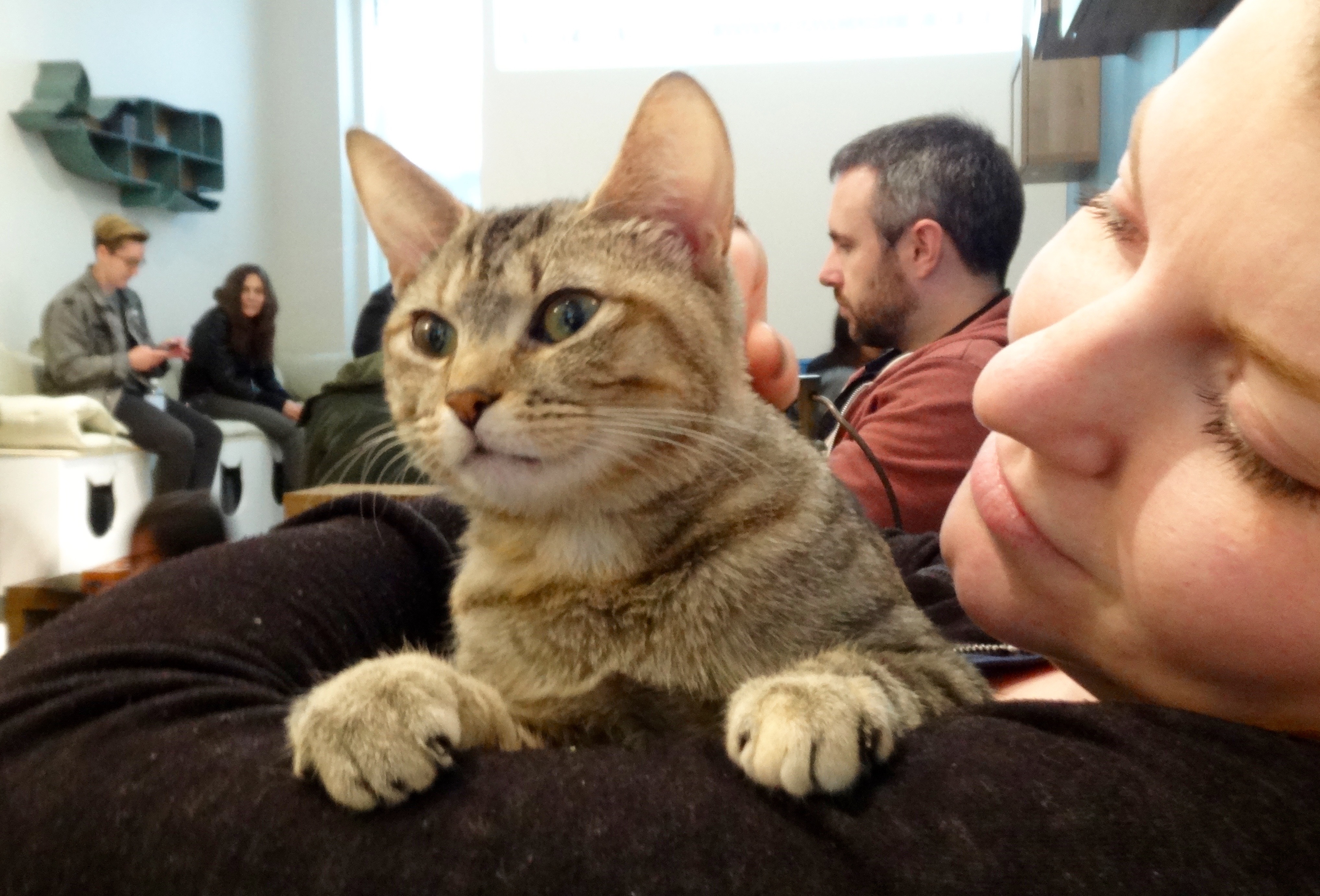 Brooklyn Cat Cafe Events