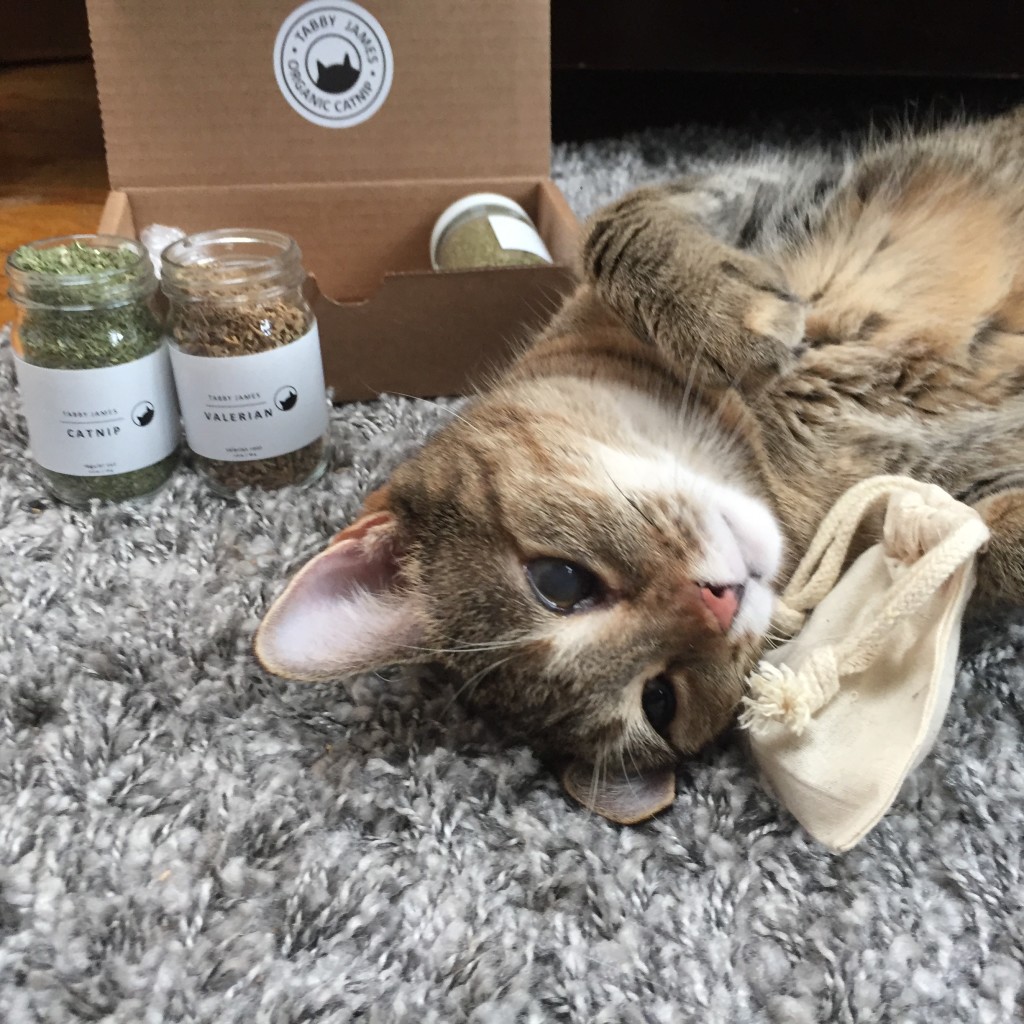 Catnip Giveaway