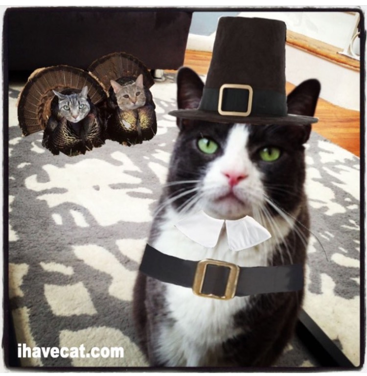 pilgrim cat