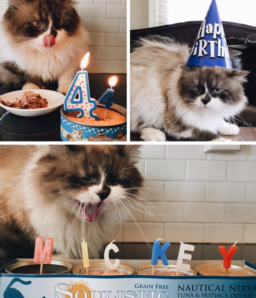 Cat Birthday Party 