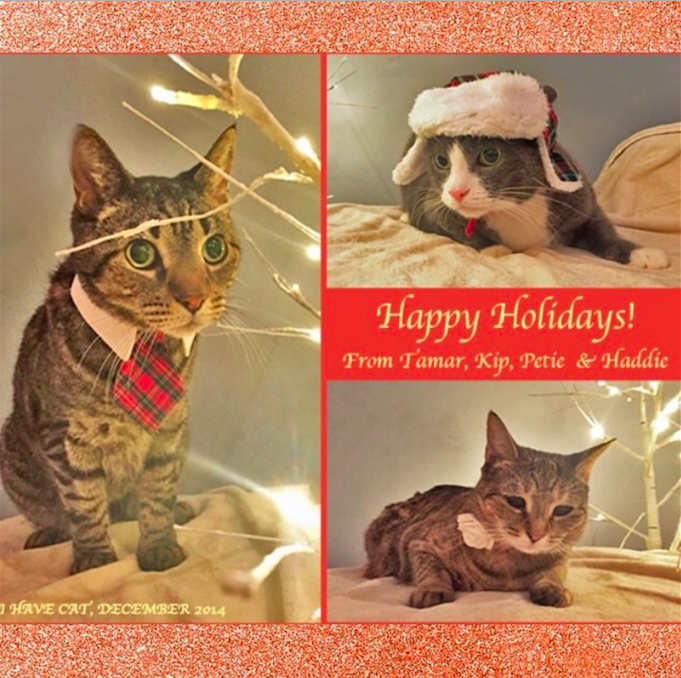 I HAVE CAT Christmas Card