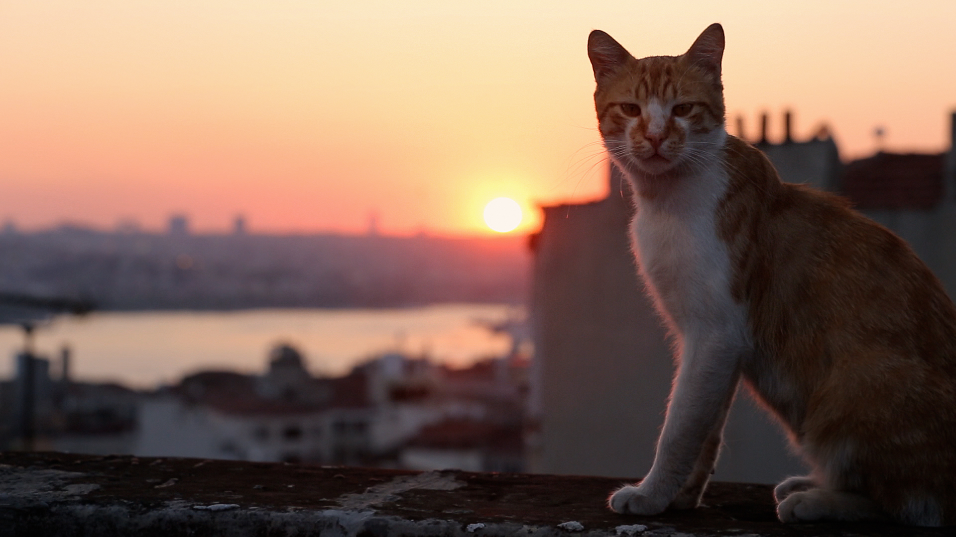 Kedi More Than a Film About Cats in Istanbul I Have Cat