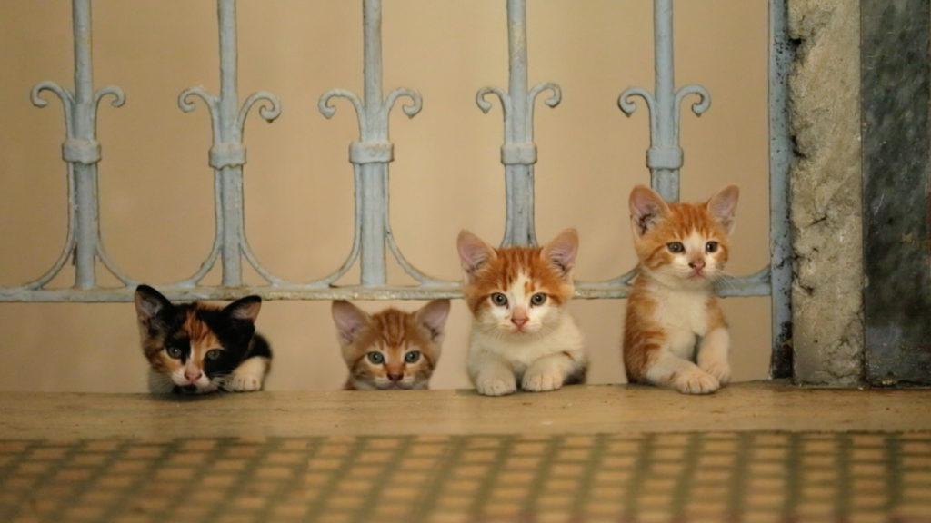 street kittens in Turkey