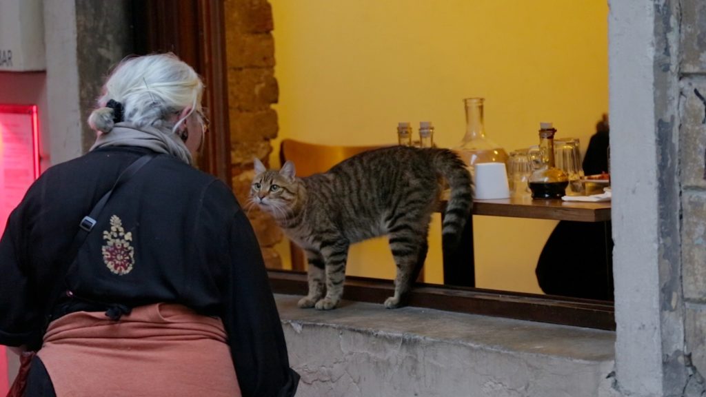 Istanbul cat film 