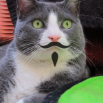 Grey tuxedo cat with a moustache