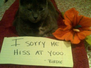 Cat writes an apology note