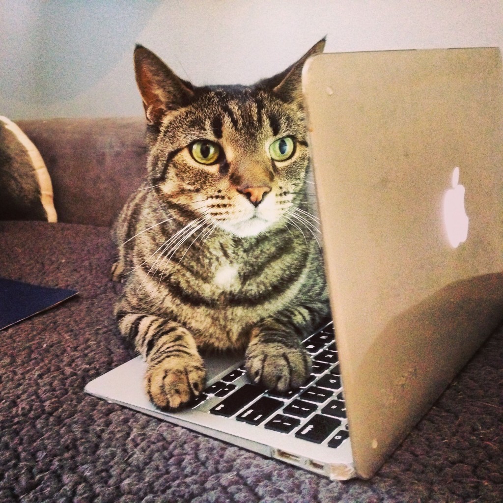Cat loves Laptop