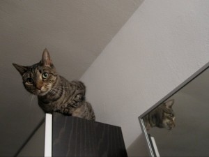 Kip the tabby cat high up on a bookcase