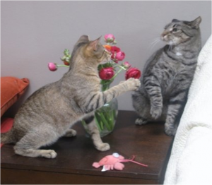 Sibling rivalry between cats 