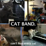 Cat Band