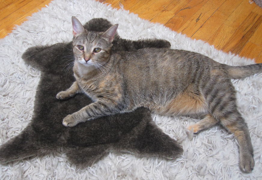Cat poses on mini bear rug