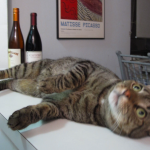 California Wine Club Cat and wine