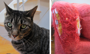 Is Your Cat A Fiber Artist? 