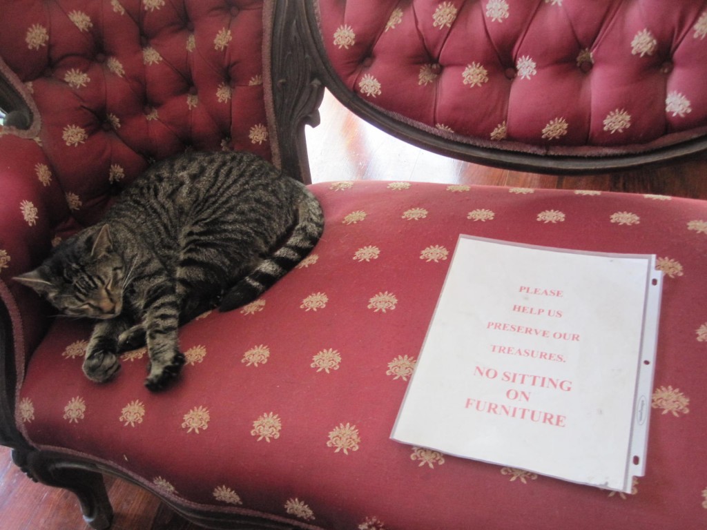 Only kitties allowed on the furniture! 