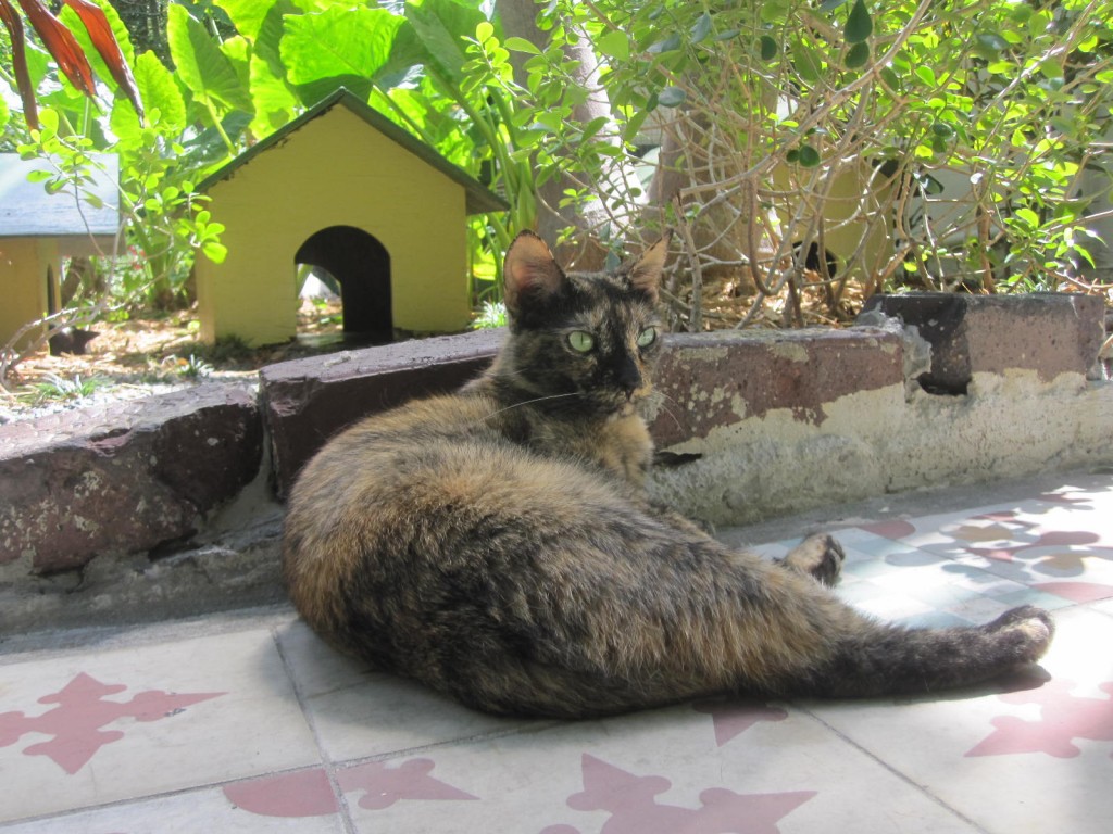 Tortie at the Hemingway House 