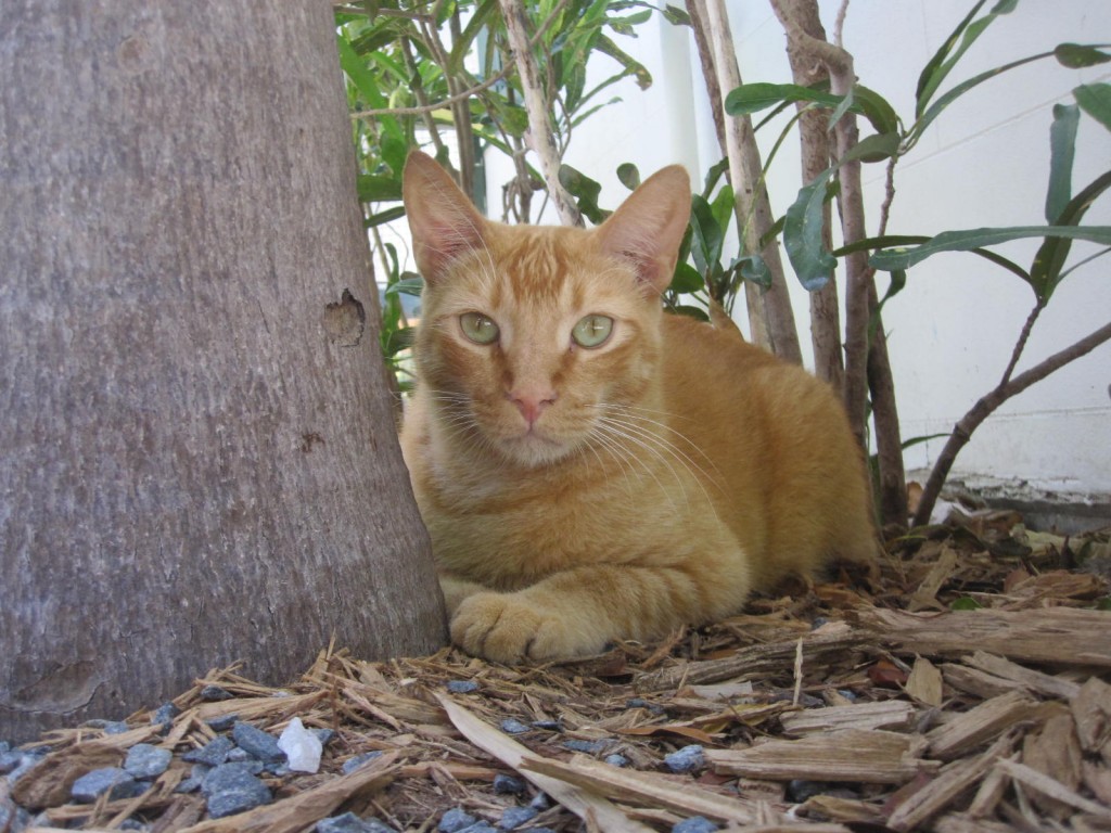 Orange cat at Hemingway House 