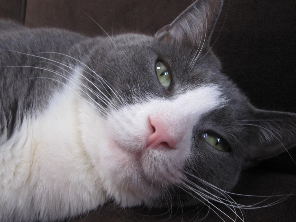 grey tuxedo fat cat