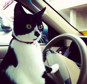 black and white cat drives car