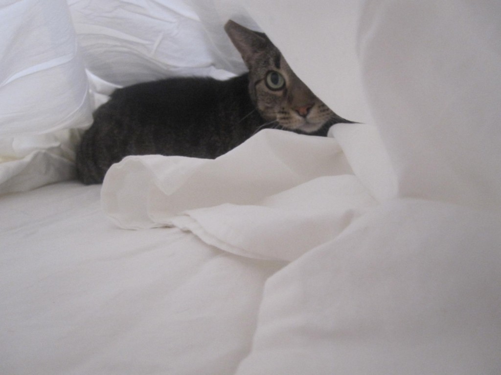cat with white sheets