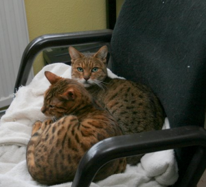 Two Bengal Cats