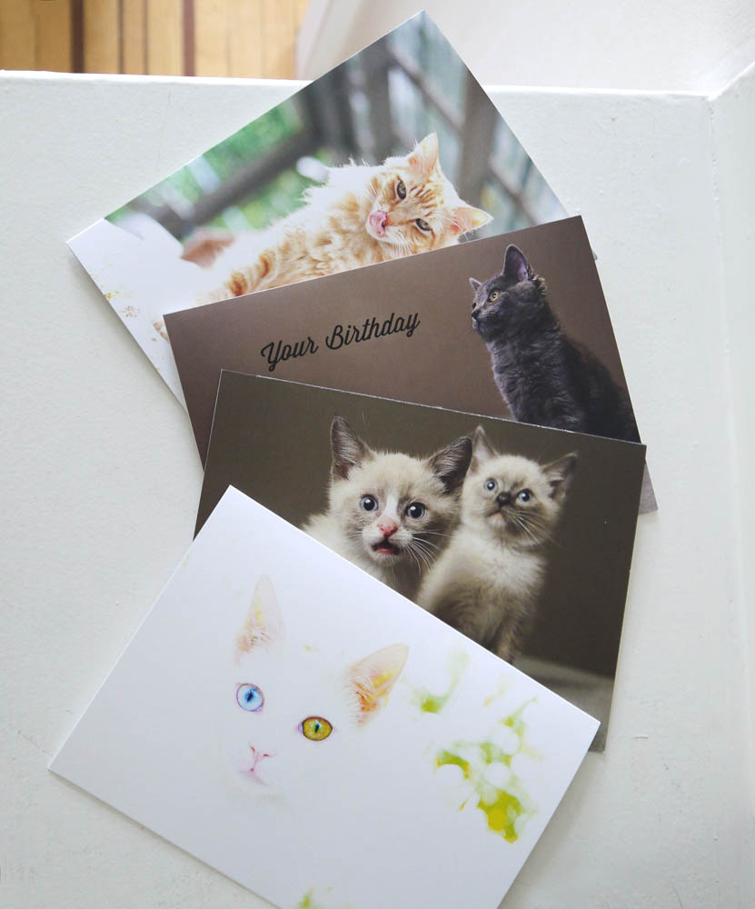 Cute Cat Cards