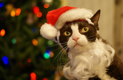 2012 Holiday Gift Guide (For Cats and Cat Lovers) | I Have Cat