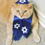 Jewish Cat, Rabbi cat
