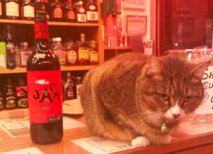 jack the wine store cat 