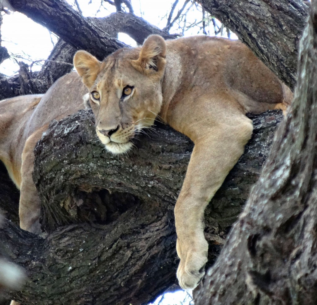 lion in treecrop
