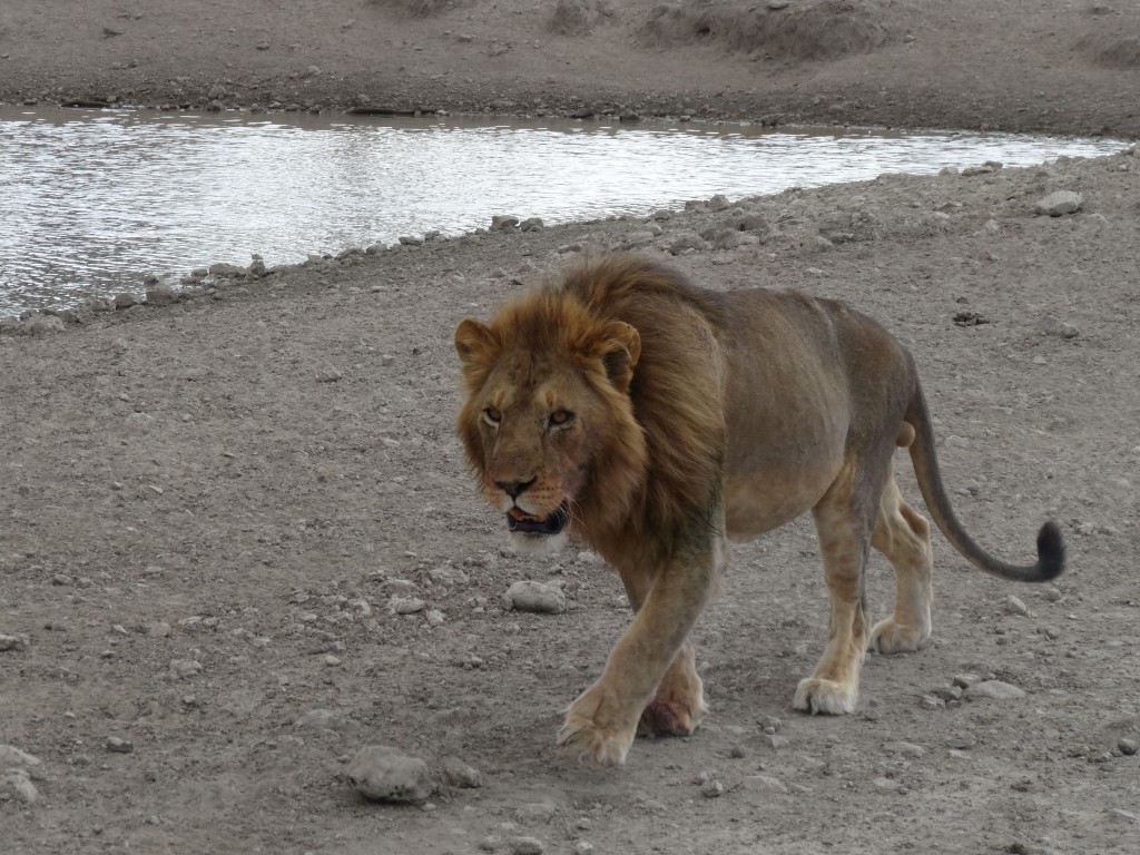 lion prowl