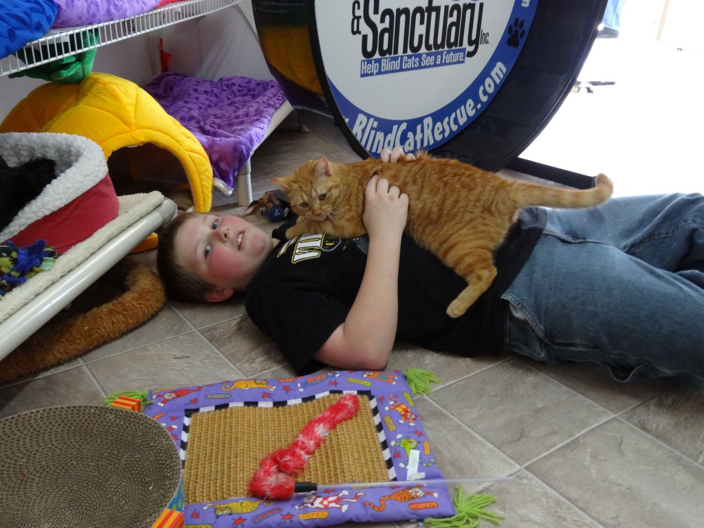 Blind Cat Animal Rescue and Sanctuary