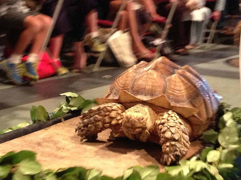 Tortoise at Saint Francis Blessing of The Animals