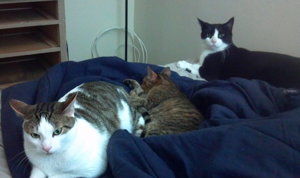 From left to right: Harley, Lilly and Quincy